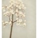 Flower Photography, Modern, Minimal, Mother's Day, Winter, Feminine, Nature, Garden, Neutral Grey and Cream - Beyond the Pale