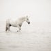 Unicorn Photograph, Surreal Photography, Nursery Art in Neutral White Cream, Fairytale, Winter, Fantasy, Nature, Dream - Before the Flood
