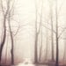 Landscape Photography, Trees in Pale Fog, Forest Photograph, Pastel, Enchanted Woodland, Fairytale, Rustic Wall Art - The Bush of Ghosts