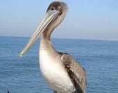 Lonely Pelican 11x14