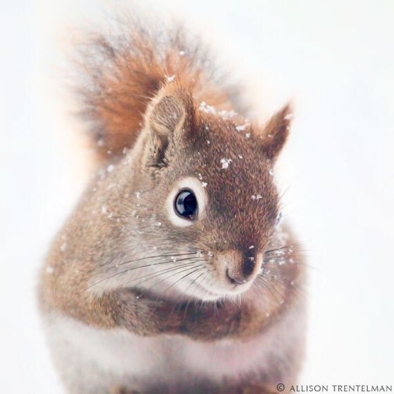 SALE - Red Squirrel Art - Woodland Critter - Squirrel Print - Cute Animal Art Print - Squirrel Photograph - Woodland Creatures Art