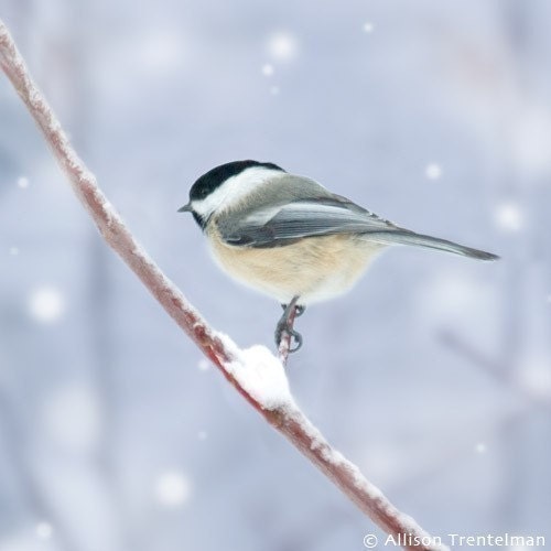 Chickadee in Snow No. 4, 7x7 Bird Print - Free Shipping