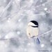 SALE - Bird Art Print - Chickadee Photograph - Winter Bird Print - Cute Animal Photography - Fine Art Photography Print in Periwinkle Blue