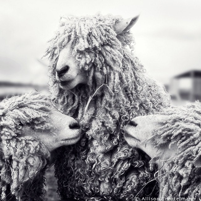 Sheep with Backup Singers, 5x5 fine art print
