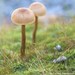 Little Mushrooms, 5x5 fine art print