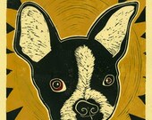 Boston Terrier Print