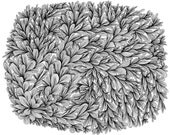 Leafy 8x10 Print of Original Abstract Pen and Ink Drawing