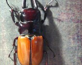 Fierce Stag Beetle Insect Art Display