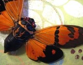 Cicada Trio Insect Art Display