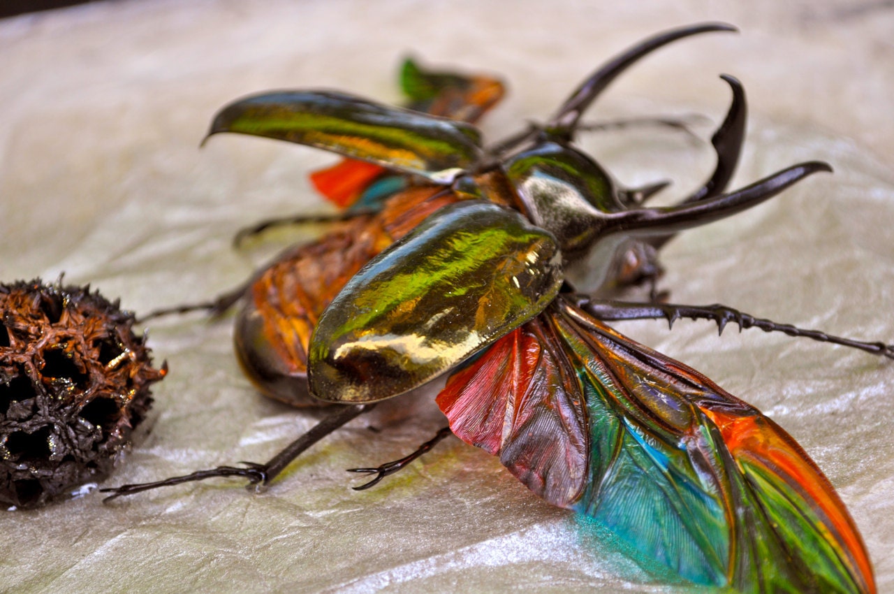Creation Scarab