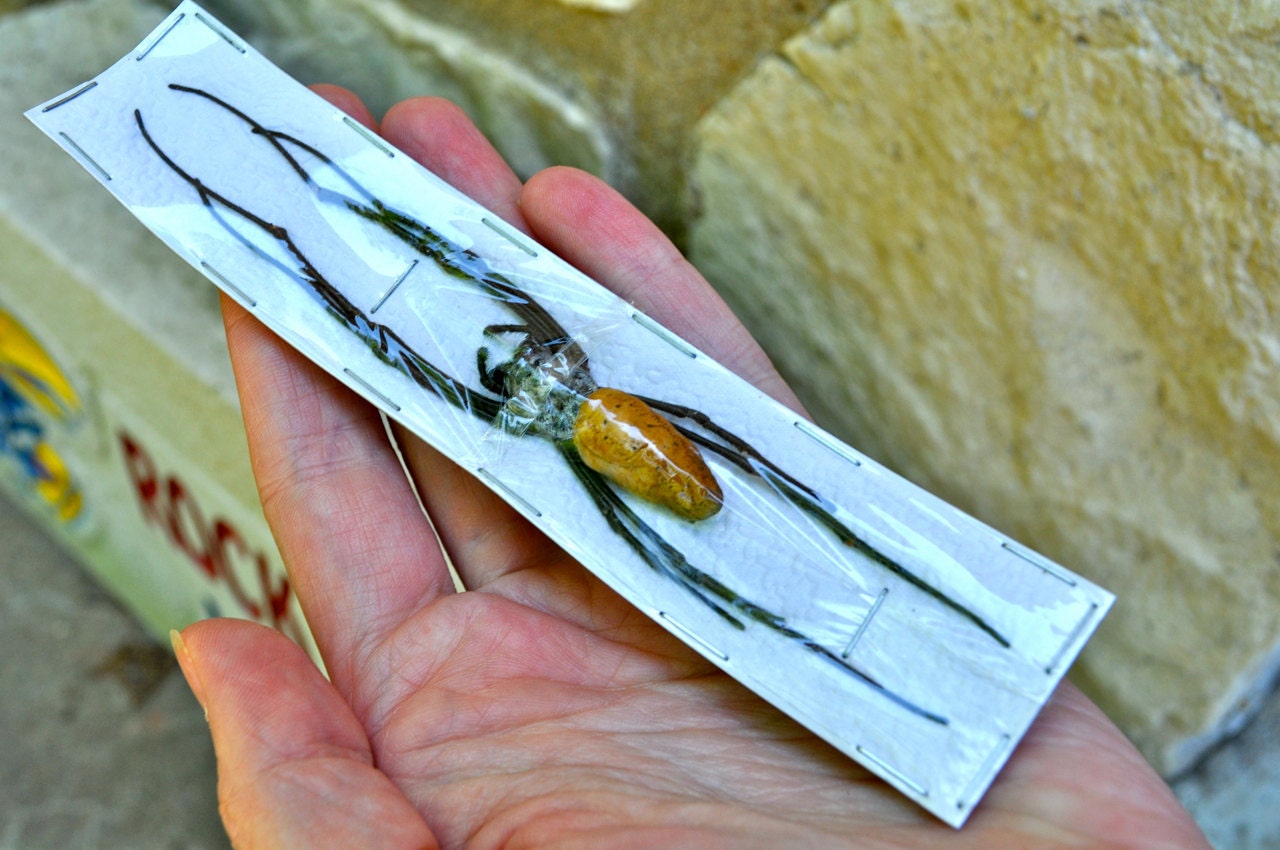 OVERSTOCK: giant Nephila spiders