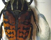 Big Brown - Insect Art Display