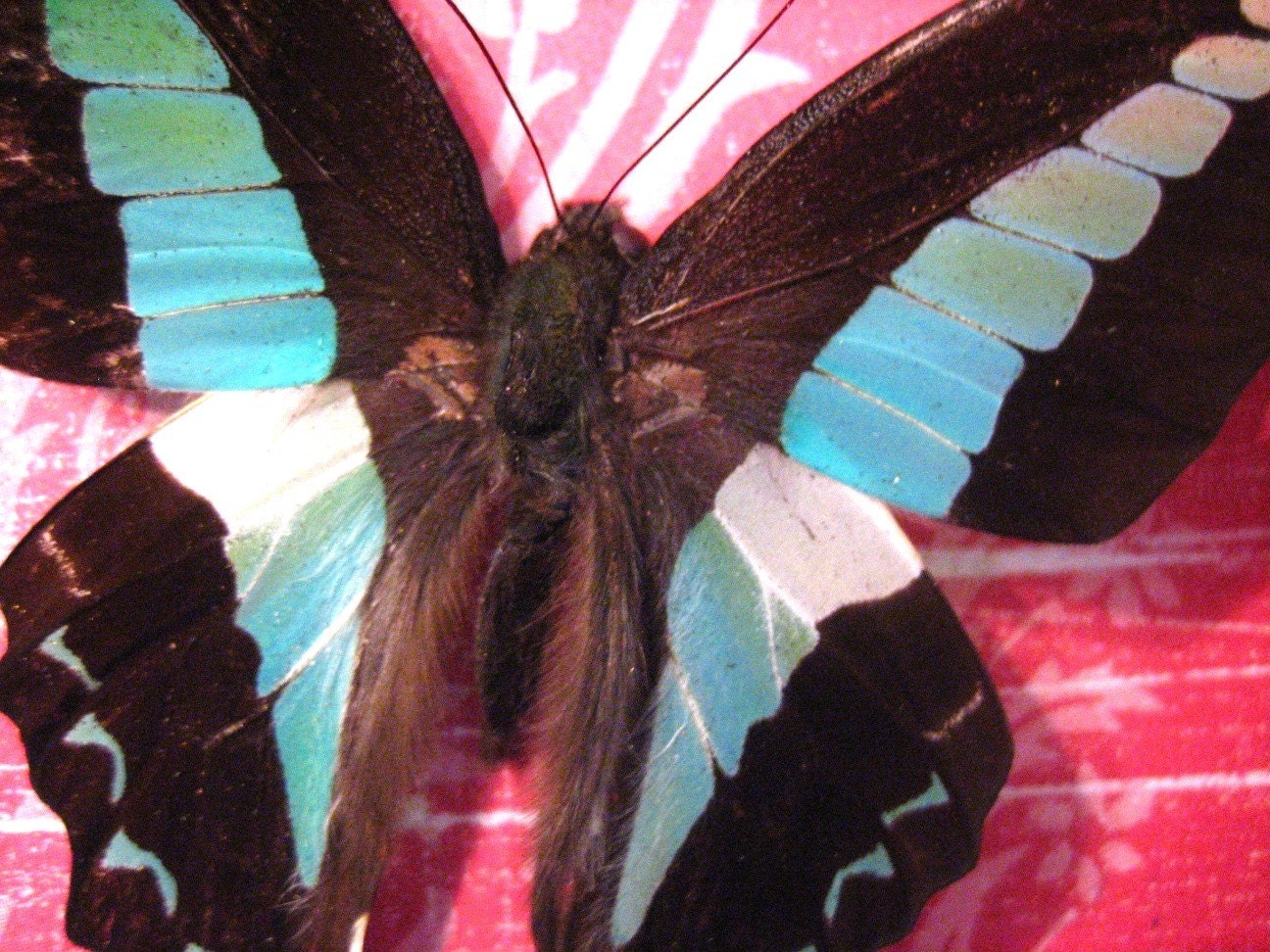 Graphium sarpedon in Pink