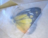 Unmounted Dried Butterflies - Lot of 10