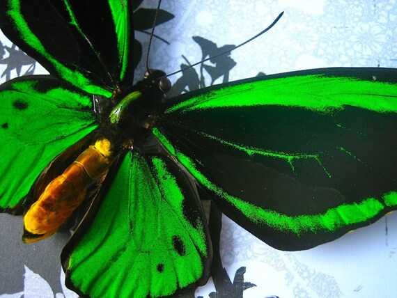 Green Birdwing - Framed Butterfly Display