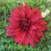 Red Burgundy DahliaHair Flower Clip