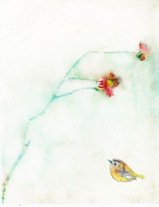 Golden Wren  Giclee Fine Art Print - Free Shipping