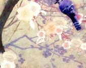 Blue Jay Bird - Spring Fine-Art Print - Asian Inspired