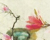 Magnolia Nest - Fine Art Print - Nature Botanical Art