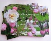 Hand Painted Love Boxes Spring Crabapple Blossom  4x6 Heavy Postcard Pack of 10