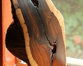 Fe - Desert Ironwood Sculpture