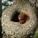 Baby Brown Squirrelie
