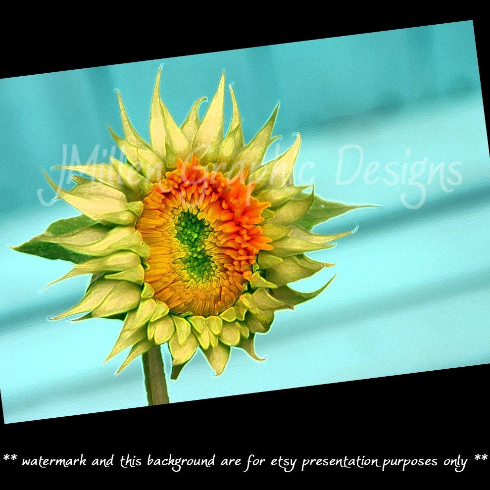 Baby sunflower fine art photo card 4x6