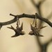 Love Bird Earrings - Brass