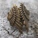 Folded Wings Ring in Brass
