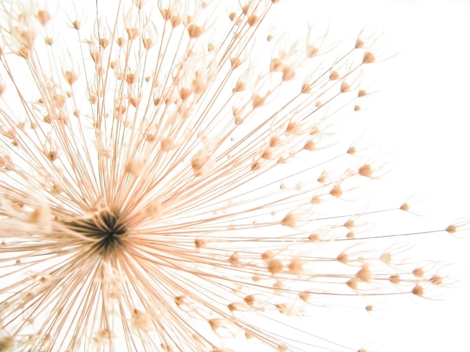 explosion . allium flower . pink peach coral . dried botanical . fall photography . fine art . 8 x 10 print