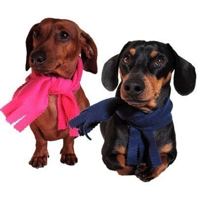 Eco Pet Scarf - XS