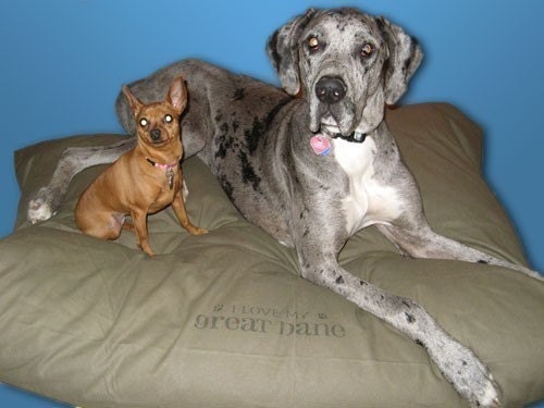 XXL 50x57 Dog Bed Duvet Cover : Choose from MANY canvas colors - Use six standard sleeping pillows as stuffing