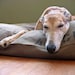 XL 38x50 Dog Bed Duvet Cover featured on HGTV : Choose from MANY canvas colors - Use four standard sleeping pillows as stuffing