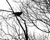 RAVEN CROW Fine Art Print