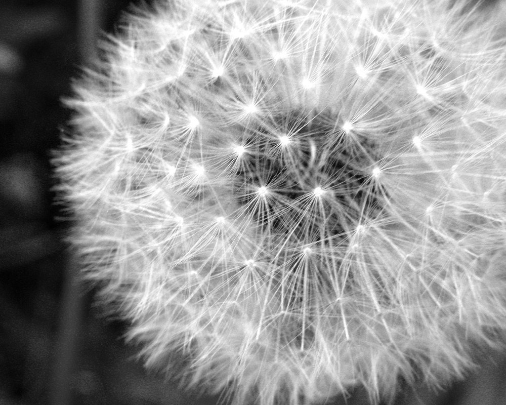 ILLUMINE Fine Art Photography dandelion seed pods