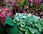 Hydrangea, color burst, 5"x7" color photoprint