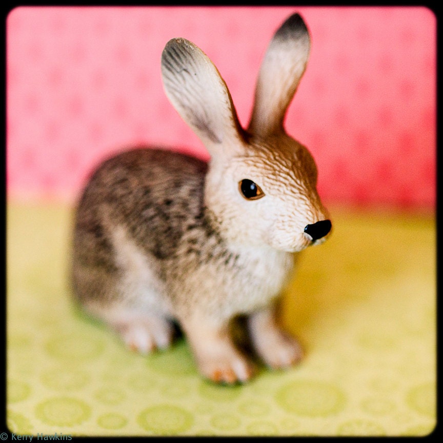 Little Bunny, 4"x4" photoprint. great for a child's room, whimsy