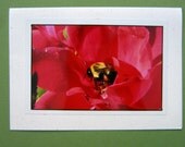 Pollination Photography card- Beautiful Red Rose with Bumblebee