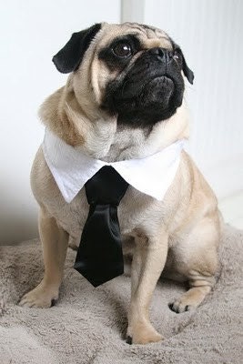 Dog Tie Collar