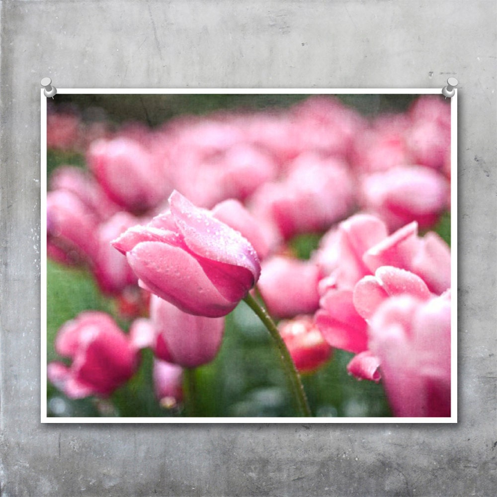 Flower Floral Nature Photo: Pink Tulips Spring - Fine Art Photography Photograph Print 10x8 11x14 20x16 20x30
