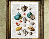 Sea Shells Vintage Dictionary Book Page Print on Upcycled book page, SeaShell Collection Beach Party art Print