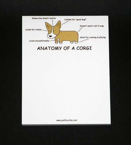 corgi anatomy