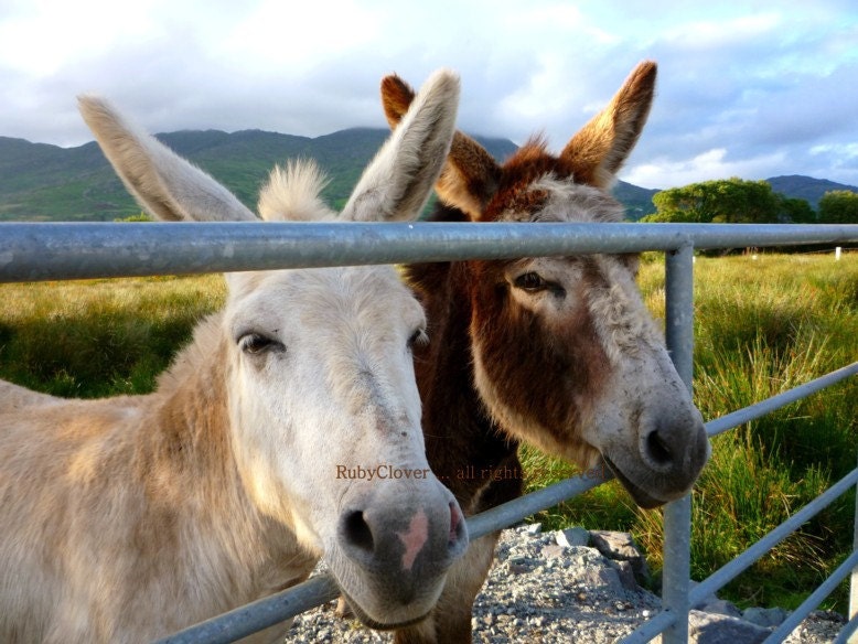 Irish Donkeys in Co. Cork . 8x10 Animals of Ireland Photography