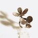 Double flower and branch ring is solid sterling silver