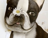 Pushing Up Daisies Boston Terrier Pop Up Card