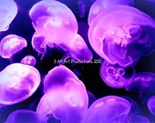 Jellies Purple Tinted 8x10 Crowded