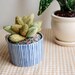 Stuffed Succulent