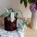 Fabric Spider Plant