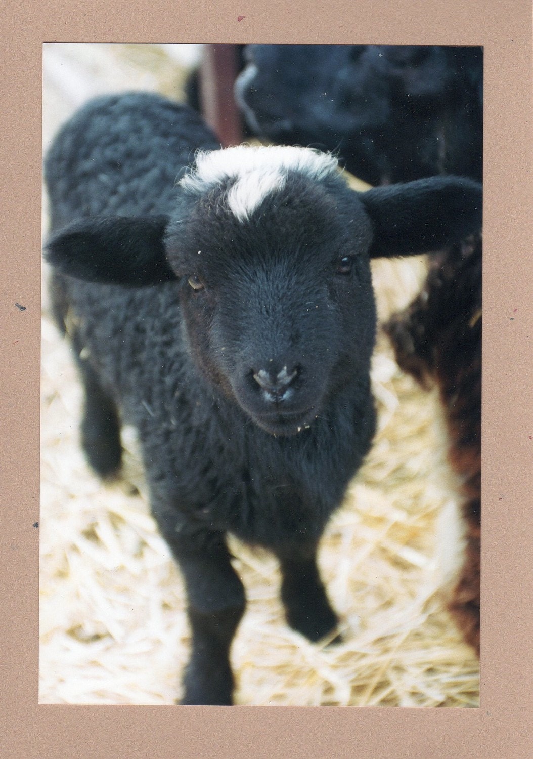 Baby Black Sheep Photo Card