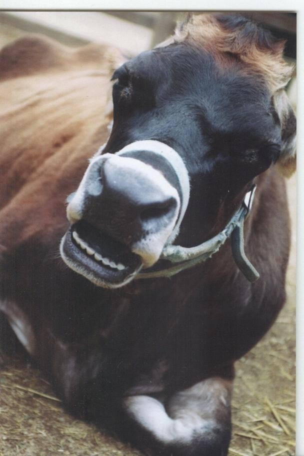 Smiling Cow Photocard